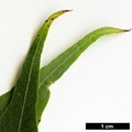 SpeciesSub: subsp. sinicum SpeciesSub: subsp. sinicum